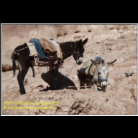 17977 12 093 Petra Jordanien 2011.jpg